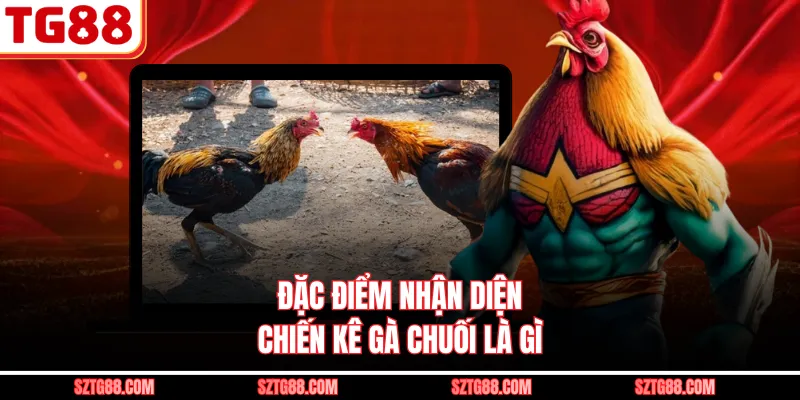 Đặc điểm nhận diện chiến kê gà chuối là gì